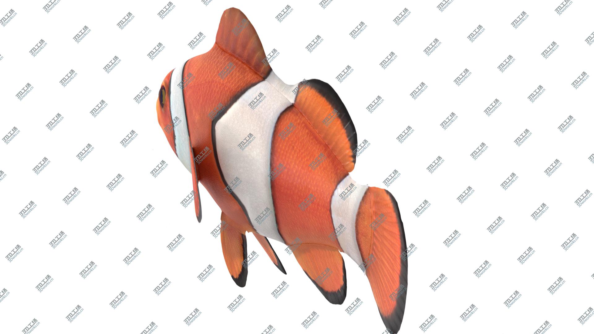 images/goods_img/2021040232/3D Clown Fish/2.jpg